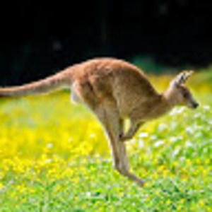 Meet your Posher, Achookangaroo